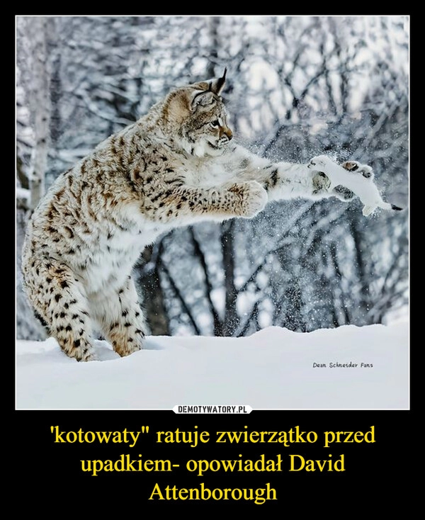 
    'kotowaty" ratuje zwierzątko przed upadkiem- opowiadał David Attenborough