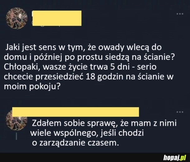 
    Owady na ścianie