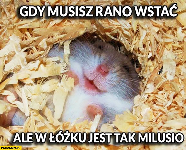 
    Gdy musisz rano wstać ale w łóżku jest tak milusio słodki chomiczek