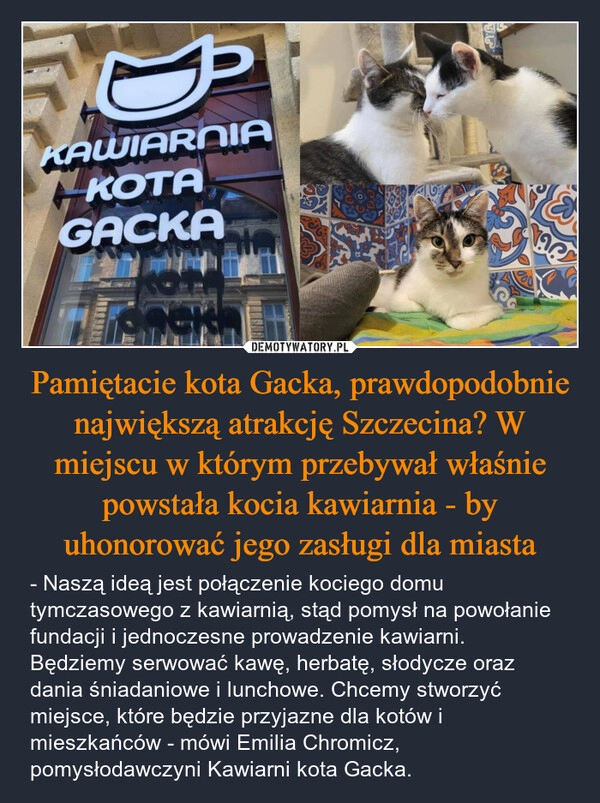 
    Pamiętacie kota Gacka, prawdopodobnie największą atrakcję Szczecina? W miejscu w którym przebywał właśnie powstała kocia kawiarnia - by uhonorować jego zasługi dla miasta