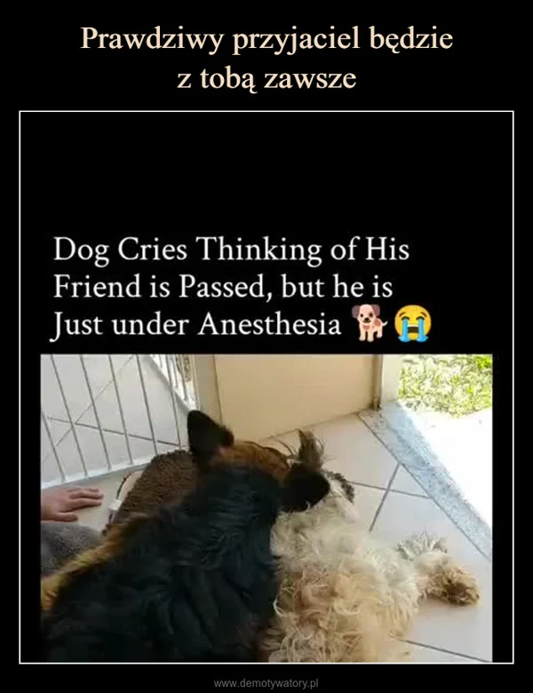 
    Prawdziwy przyjaciel będzie z tobą zawsze