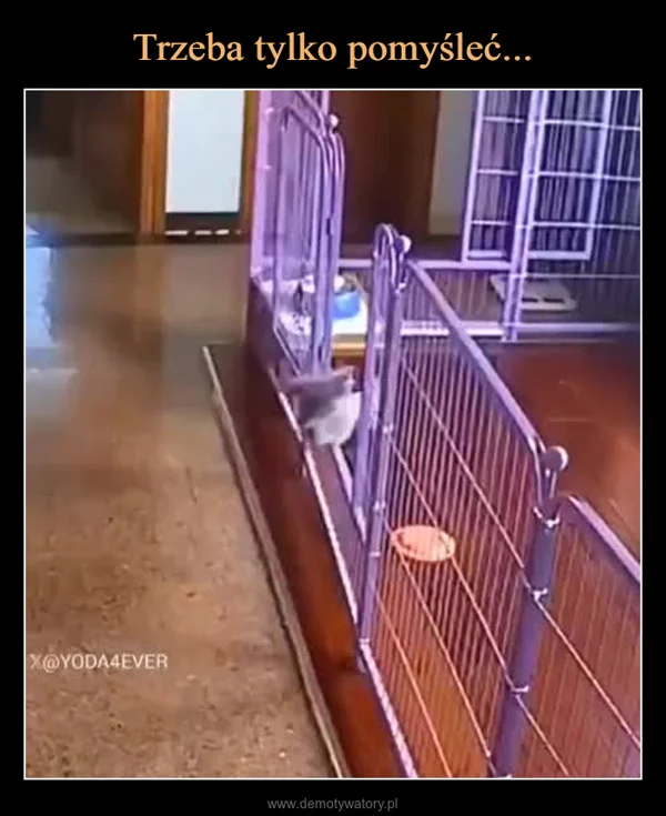 
    Trzeba tylko pomyśleć...