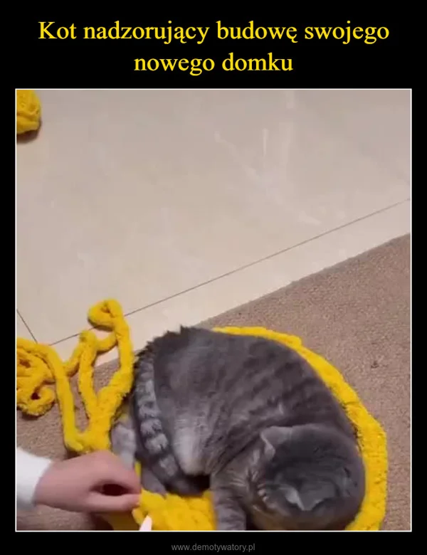 
    Kot nadzorujący budowę swojego nowego domku