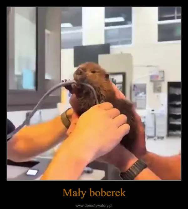 Mały boberek