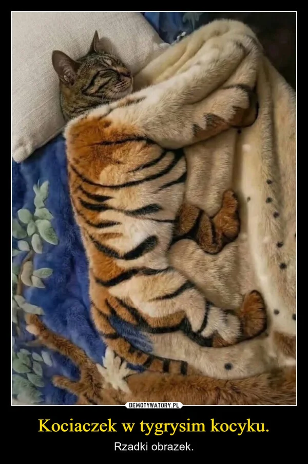 
    Kociaczek w tygrysim kocyku.
