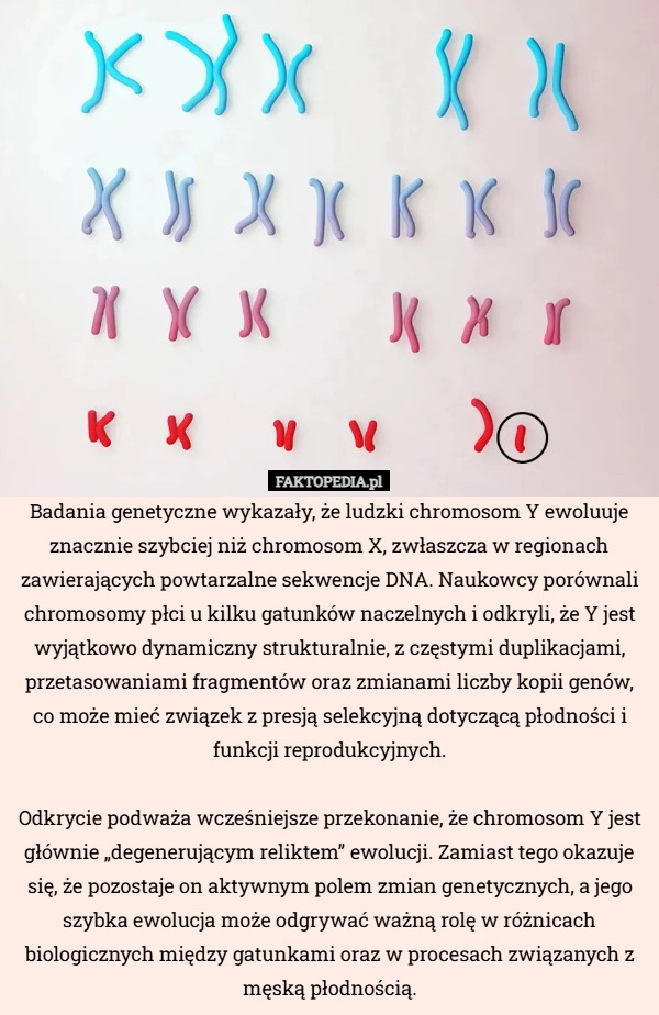
    Badania genetyczne wykazały, że ludzki chromosom Y ewoluuje znacznie szybciej
