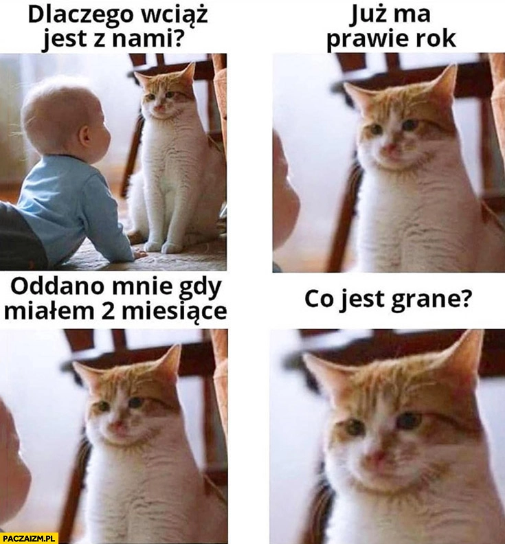 
    Kot niemowlak dlaczego wciąż jest z nami, już ma prawie rok, oddano mnie gdy miałem 2 miesiące, co jest grane?