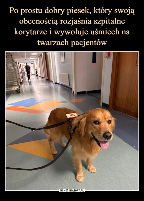 
    Po prostu dobry piesek, który swoją obecnością rozjaśnia szpitalne korytarze i wywołuje uśmiech na twarzach pacjentów