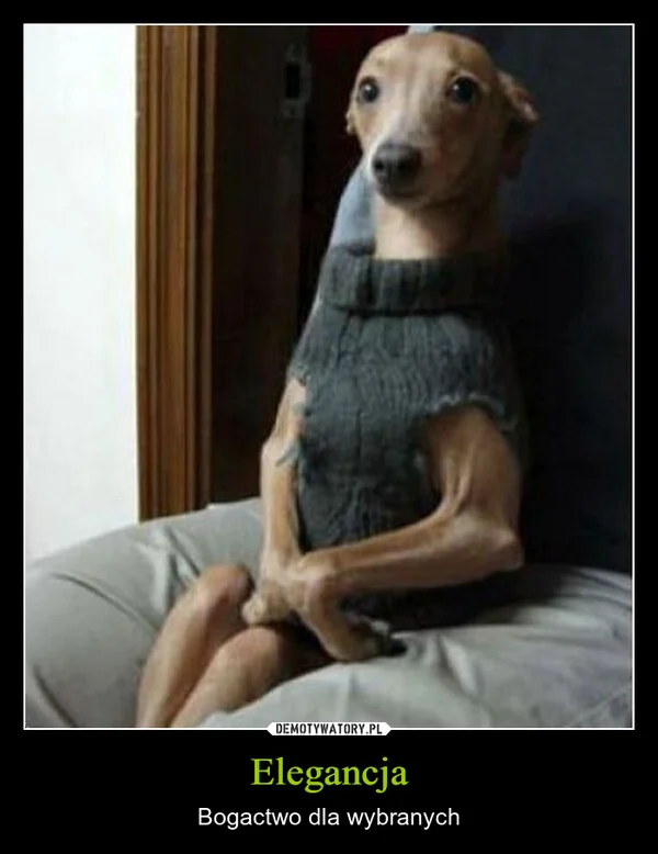 
    Elegancja