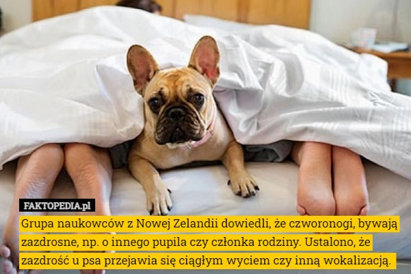 
    Grupa naukowców z Nowej Zelandii dowiedli, że czworonogi, bywają zazdrosne,