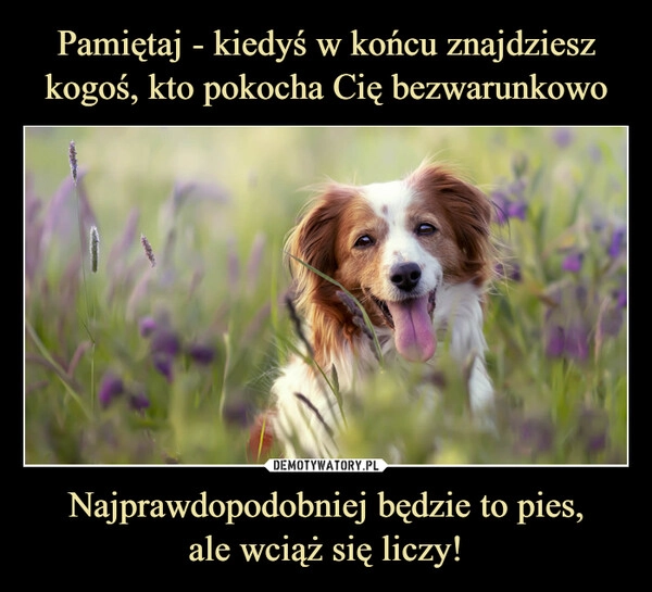 
    Pamiętaj - kiedyś w końcu znajdziesz kogoś, kto pokocha Cię bezwarunkowo Najprawdopodobniej będzie to pies,
ale wciąż się liczy!