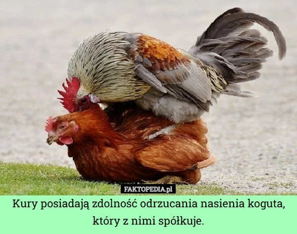 
    Kury posiadają zdolność odrzucania nasienia koguta, który z nimi spółkuje.