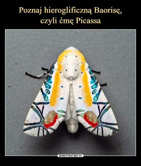 Poznaj hieroglificzną Baorisę, czyli ćmę Picassa