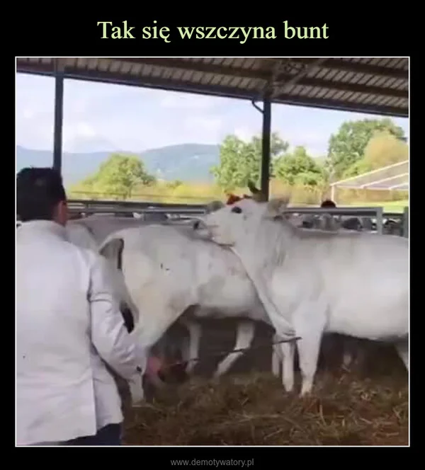 
    Tak się wszczyna bunt