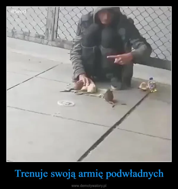 
    Trenuje swoją armię podwładnych