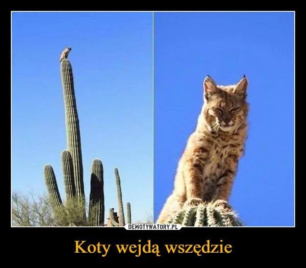
    Koty wejdą wszędzie