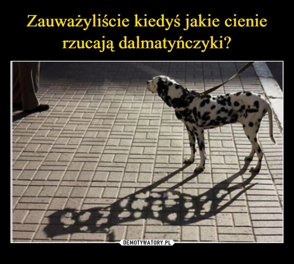 
    Zauważyliście kiedyś jakie cienie rzucają dalmatyńczyki?