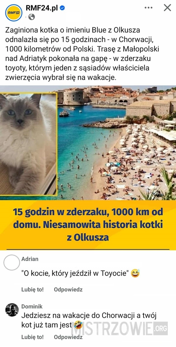 
    Kot podróżnik