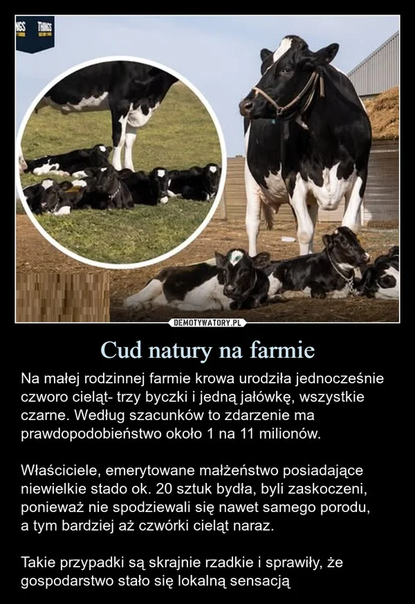 
    Cud natury na farmie