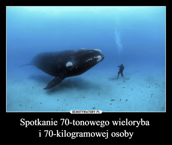 
    Spotkanie 70-tonowego wieloryba i 70-kilogramowej osoby