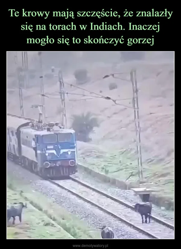 
    Te krowy mają szczęście, że znalazły się na torach w Indiach. Inaczej mogło się to skończyć gorzej