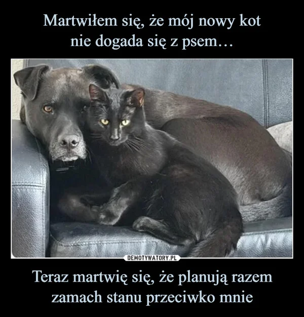 
    Martwiłem się, że mój nowy kot nie dogada się z psem… Teraz martwię się, że planują razem zamach stanu przeciwko mnie