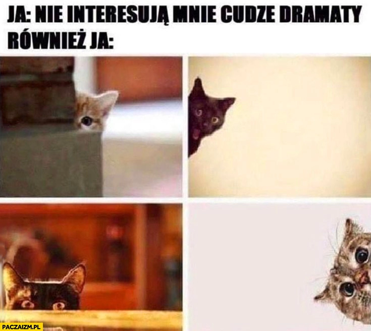 
    Ja: nie interesują mnie cudze dramaty vs również ja ciekawe koty