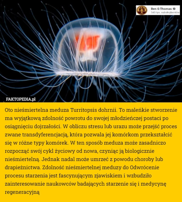 
    Oto nieśmiertelna meduza Turritopsis dohrnii. To maleńkie stworzenie ma