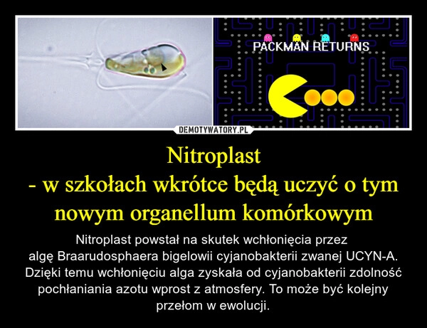 
    Nitroplast
- w szkołach wkrótce będą uczyć o tym nowym organellum komórkowym