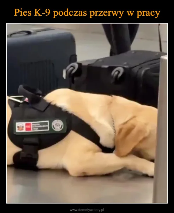 
    Pies K-9 podczas przerwy w pracy