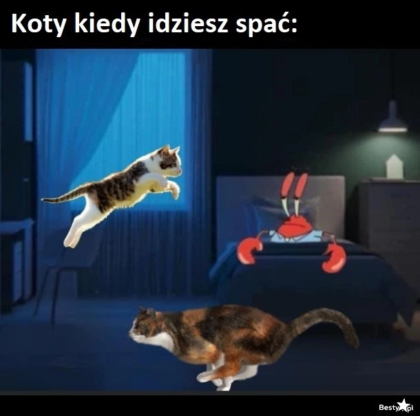 
    Koty 