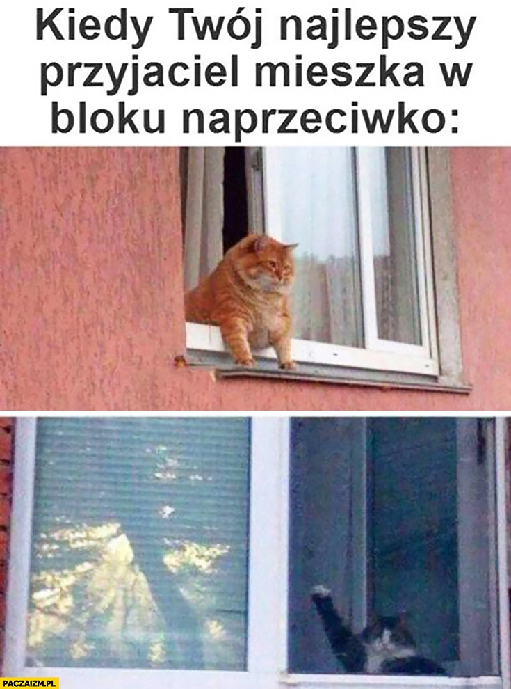 
    Kiedy Twój najlepszy przyjaciel mieszka w bloku naprzeciwko koty w oknie