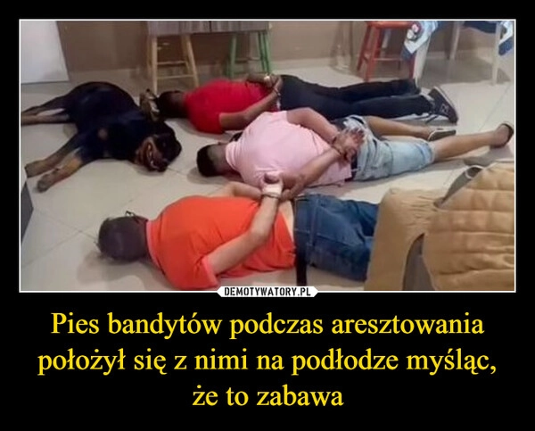 
    Pies bandytów podczas aresztowania położył się z nimi na podłodze myśląc, że to zabawa