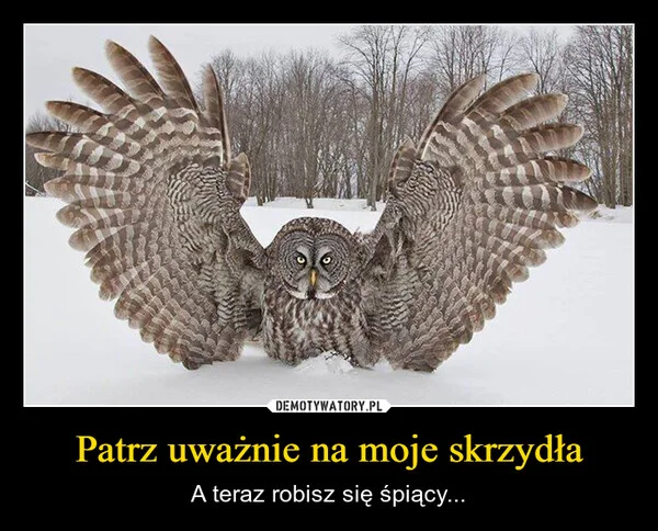 
    Patrz uważnie na moje skrzydła