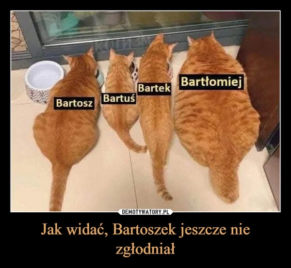 
    Jak widać, Bartoszek jeszcze nie zgłodniał