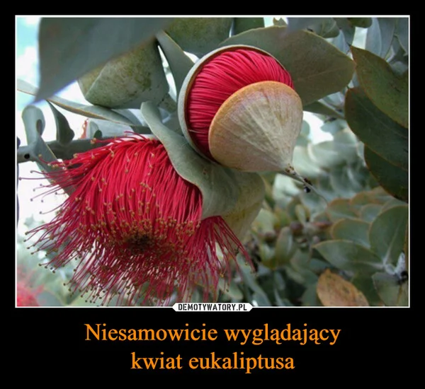 
    Niesamowicie wyglądający kwiat eukaliptusa