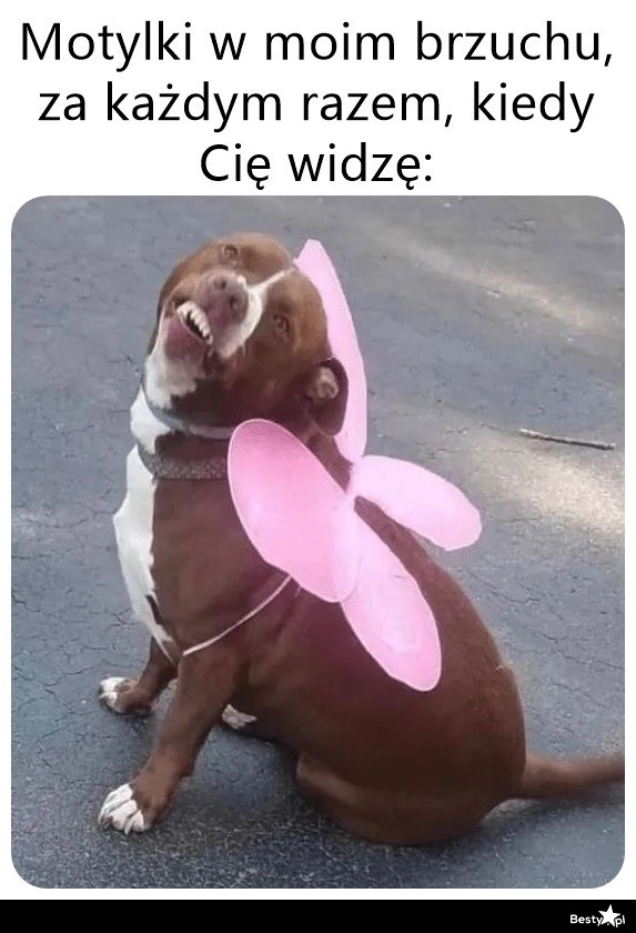 
    Motylki w brzuchu 