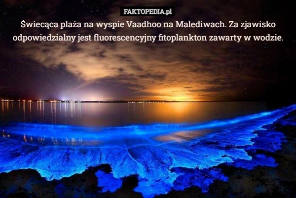 
    Świecąca plaża na wyspie Vaadhoo na Malediwach. Za zjawisko odpowiedzialny