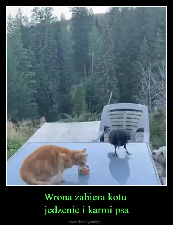 
    Wrona zabiera kotu jedzenie i karmi psa