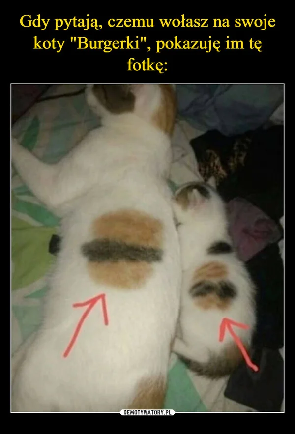 
    Gdy pytają, czemu wołasz na swoje koty 