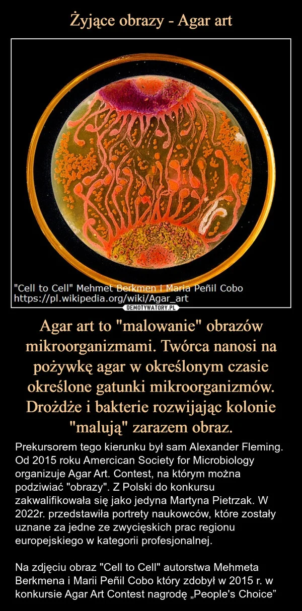 
    Żyjące obrazy - Agar art Agar art to 