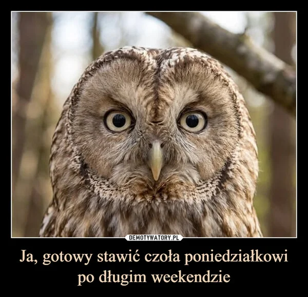 
    Ja, gotowy stawić czoła poniedziałkowi po długim weekendzie