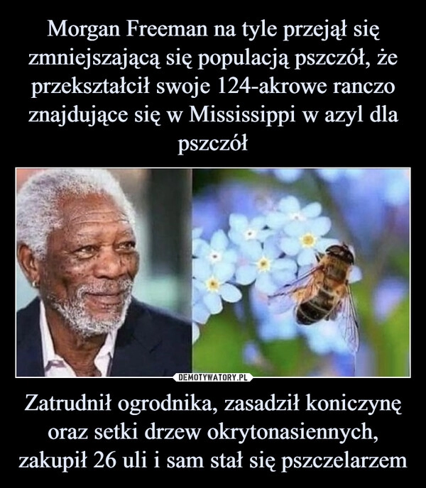 
    Morgan Freeman na tyle przejął się zmniejszającą się populacją pszczół, że przekształcił swoje 124-akrowe ranczo znajdujące się w Mississippi w azyl dla pszczół Zatrudnił ogrodnika, zasadził koniczynę oraz setki drzew okrytonasiennych, zakupił 26 uli i sam stał się pszczelarzem