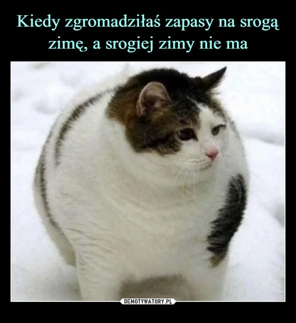 
    Kiedy zgromadziłaś zapasy na srogą zimę, a srogiej zimy nie ma