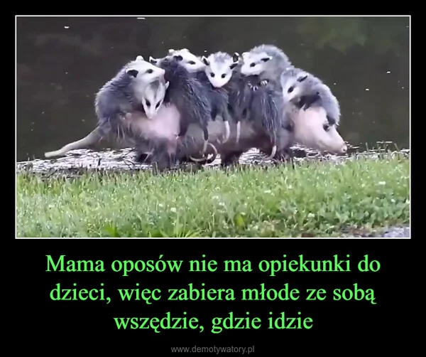 
    Mama oposów nie ma opiekunki do dzieci, więc zabiera młode ze sobą wszędzie, gdzie idzie