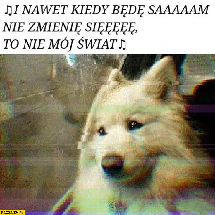 
    Smutny pies słucha Myslovitz i nawet kiedy będę sam nie zmienię się to nie mój świat