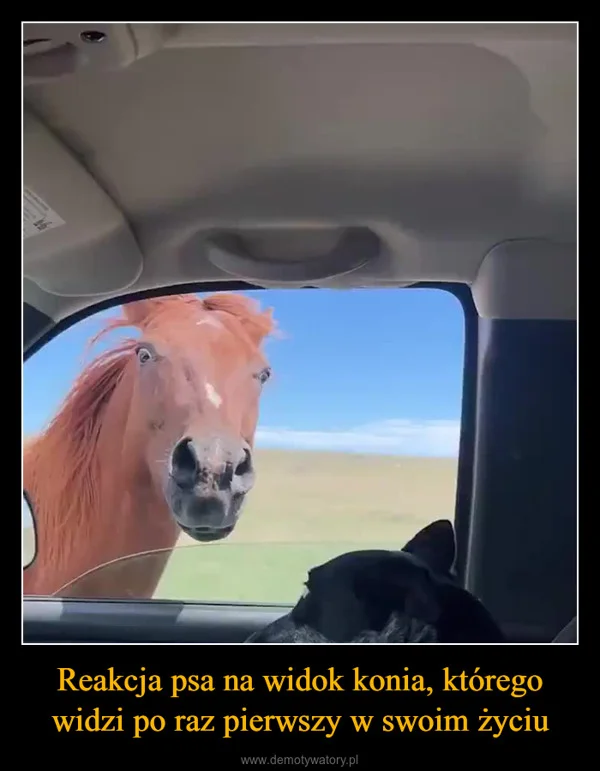 
    Reakcja psa na widok konia, którego widzi po raz pierwszy w swoim życiu