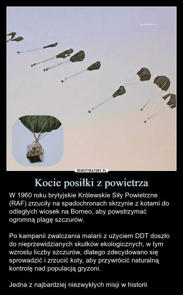 
    Kocie posiłki z powietrza