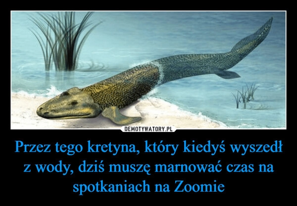 
    Przez tego kretyna, który kiedyś wyszedł z wody, dziś muszę marnować czas na spotkaniach na Zoomie