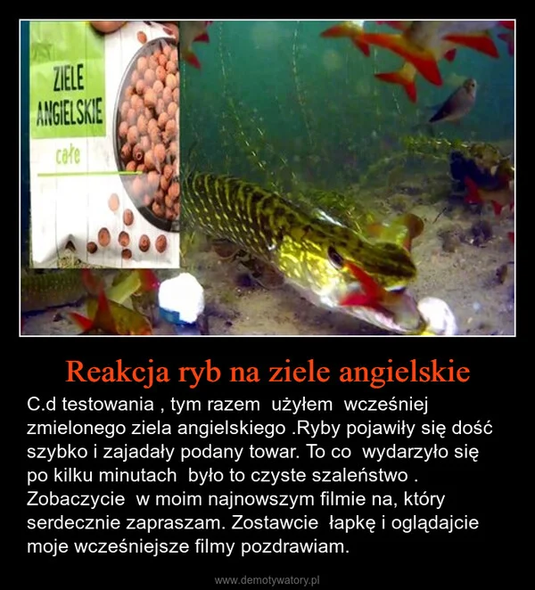 
    Reakcja ryb na ziele angielskie